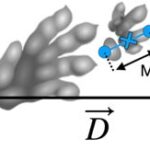 Schematic of a Brachychirotherium trackway showing parameter definitions