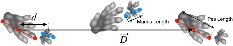 Schematic of a Brachychirotherium trackway showing parameter definitions