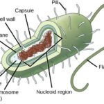 A diagram illustrating the generalized structure of a prokaryotic cell, highlighting the capsule, cell wall, plasma membrane, cytoplasm, nucleoid with circular chromosome, ribosomes, pili, and flagellum.