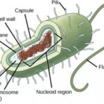 Generalized structure of a prokaryotic cell with labeled components including nucleoid, cytoplasm, ribosomes, plasma membrane, cell wall, capsule, flagellum, and pili