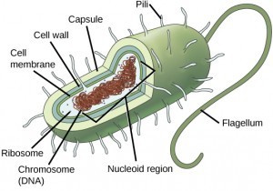 Generalized structure of a prokaryotic cell, highlighting key components like the nucleoid, cytoplasm, ribosomes, plasma membrane, cell wall, capsule, flagellum, and pili.