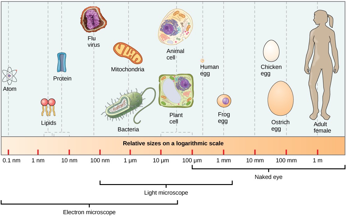 Relative sizes of different cells and biological molecules on a logarithmic scale, ranging from atoms to a human for size comparison