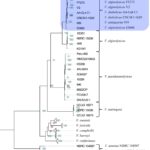 Phylogenetic tree of the Vibrio harveyi clade