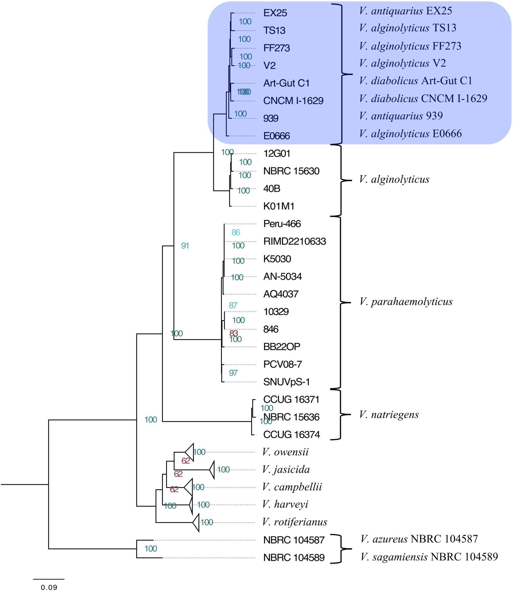 Phylogenetic tree of the Vibrio harveyi clade