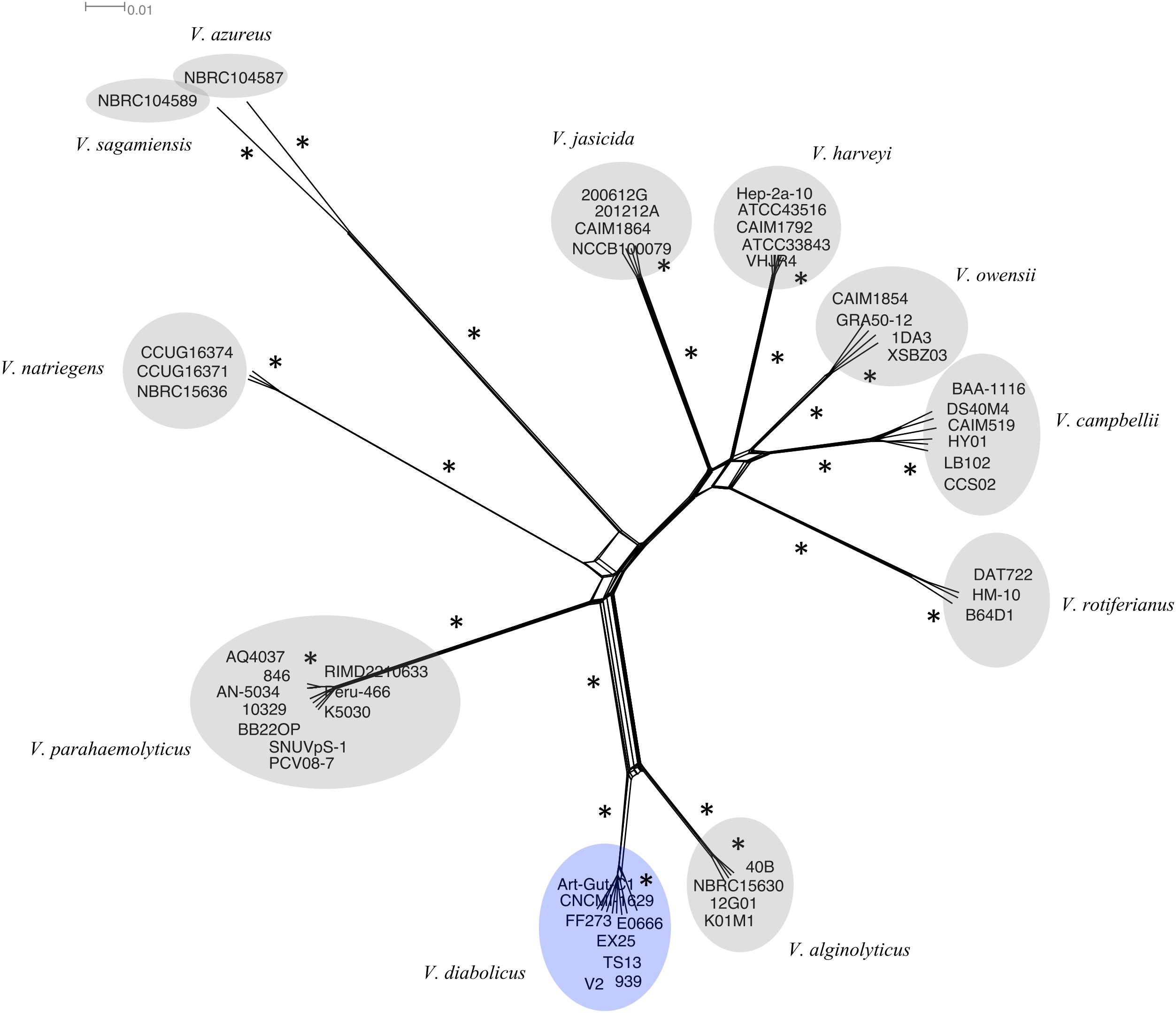 Neighbor-Net phylogenetic network of the V. harveyi clade