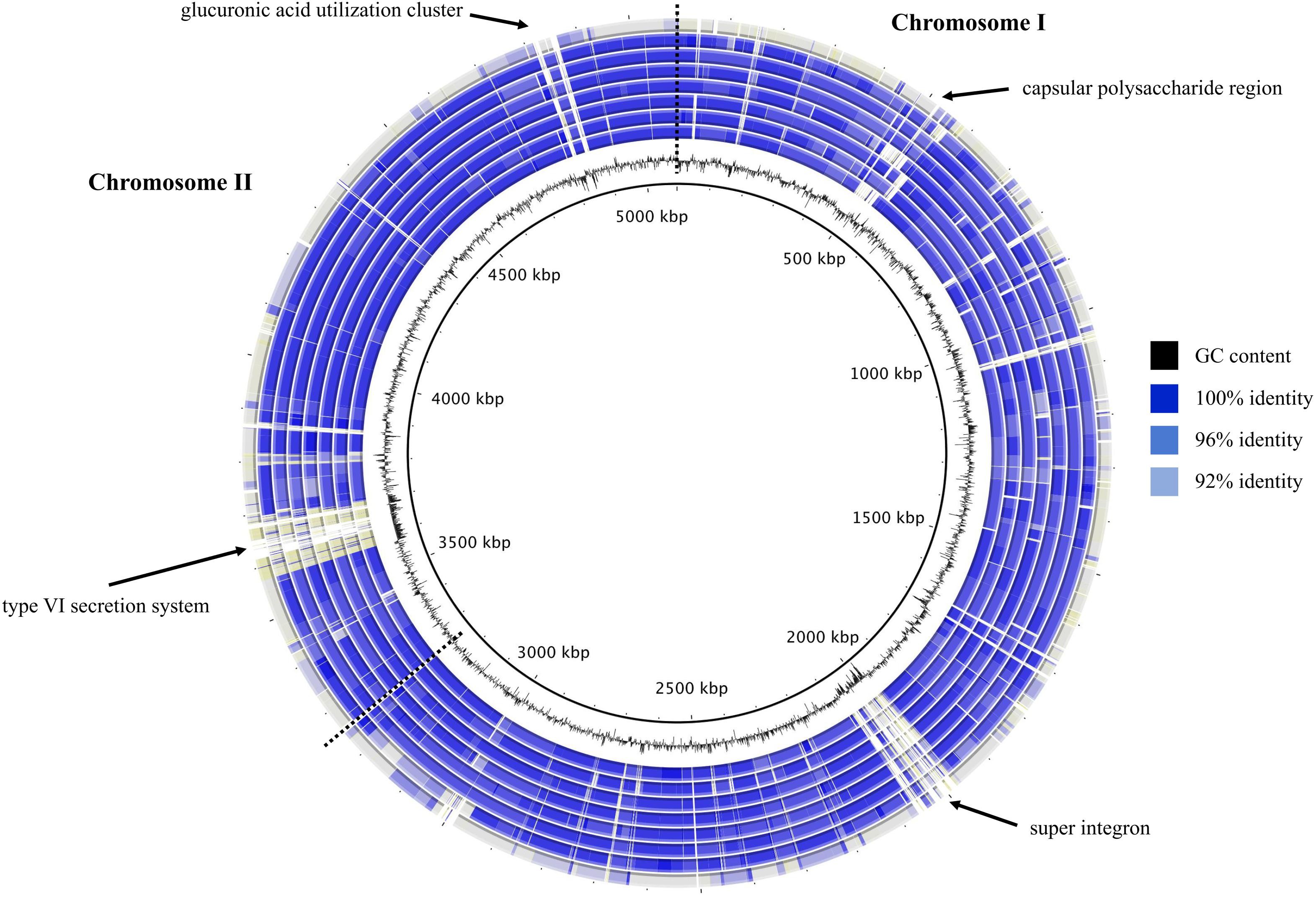 Blastmap comparison of V. diabolicus subclade genomes