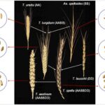 Evolutionary and genome relationships between cultivated wheat and wild diploid grasses