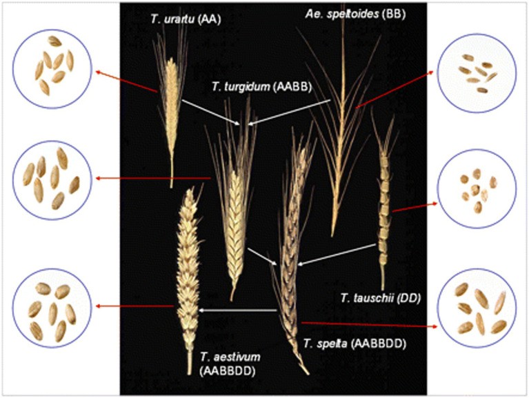 Evolutionary and genome relationships between cultivated wheat and wild diploid grasses