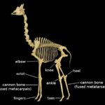 Giraffe Compared to Human: A Bone-to-Bone Examination of Size and Anatomy