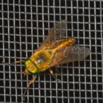 Green Head Horsefly on screen