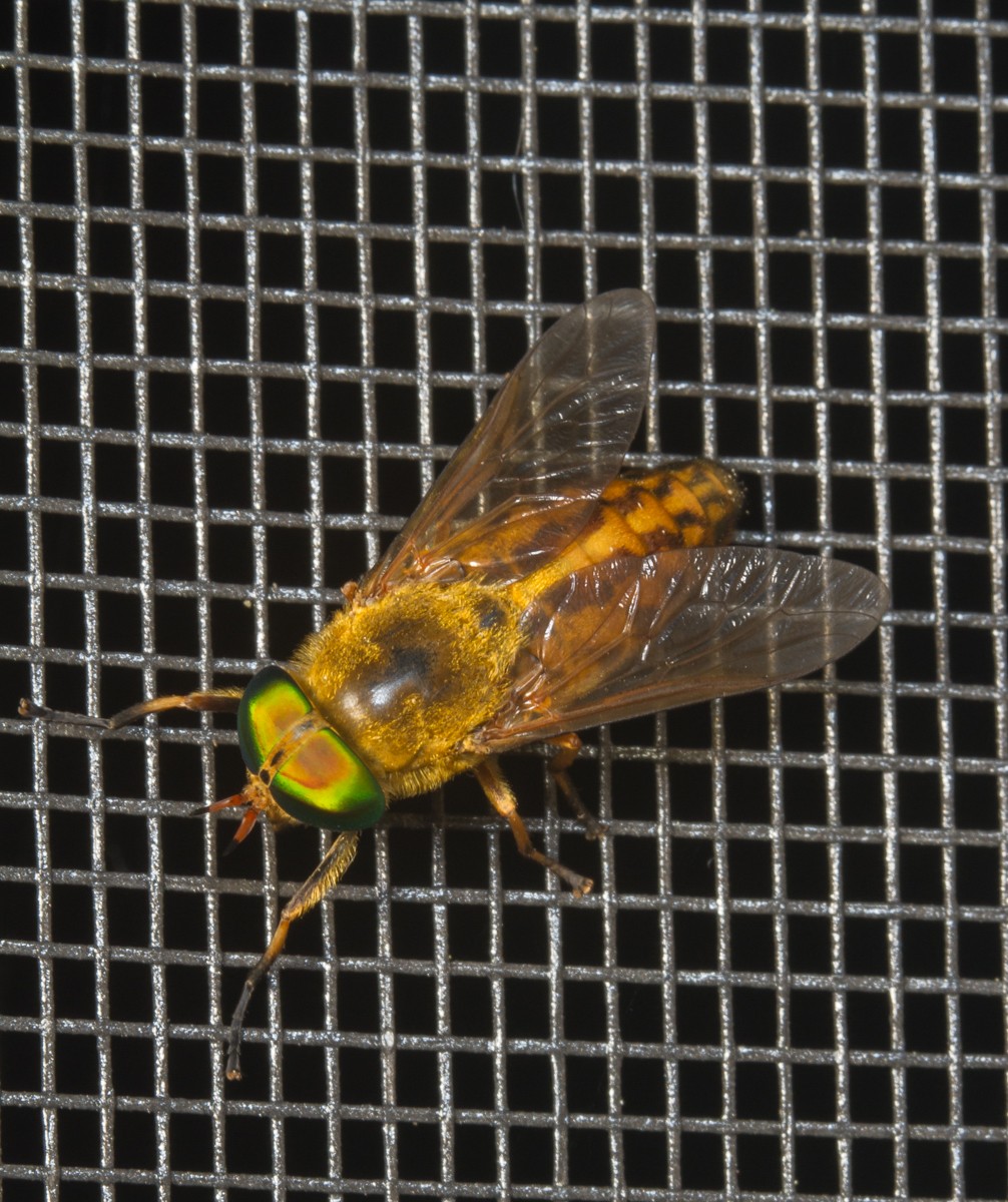 Green Head Horsefly on screen