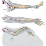 Comparative anatomy of vertebrate forelimbs showcasing homology and evolutionary adaptation