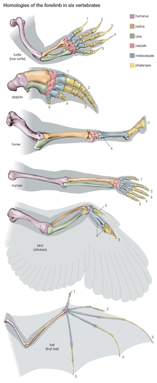 Comparative anatomy of vertebrate forelimbs showcasing homology and evolutionary adaptation