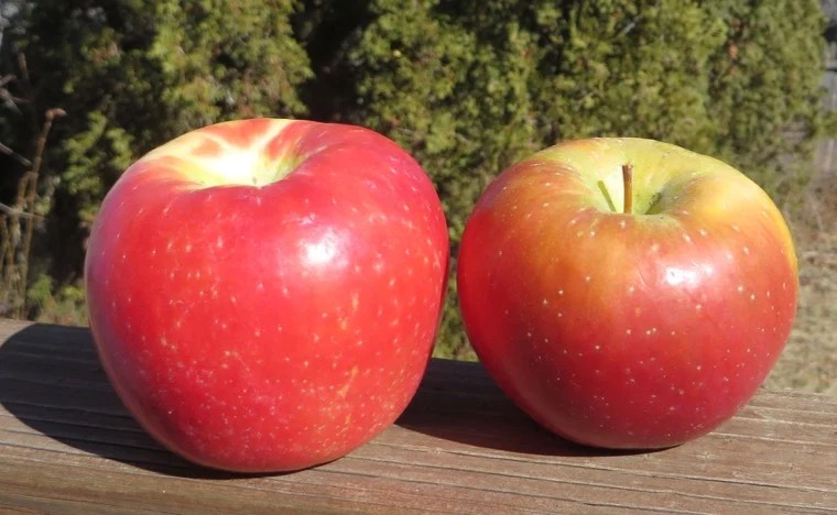 Close-up comparison of Honeycrisp and Evercrisp apples showcasing their similar shape and lenticel dots.