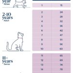 Infographic chart showing cat age conversion to human years, from kitten to senior, highlighting the rapid aging in early years and slowing down later in life for better understanding of feline life stages