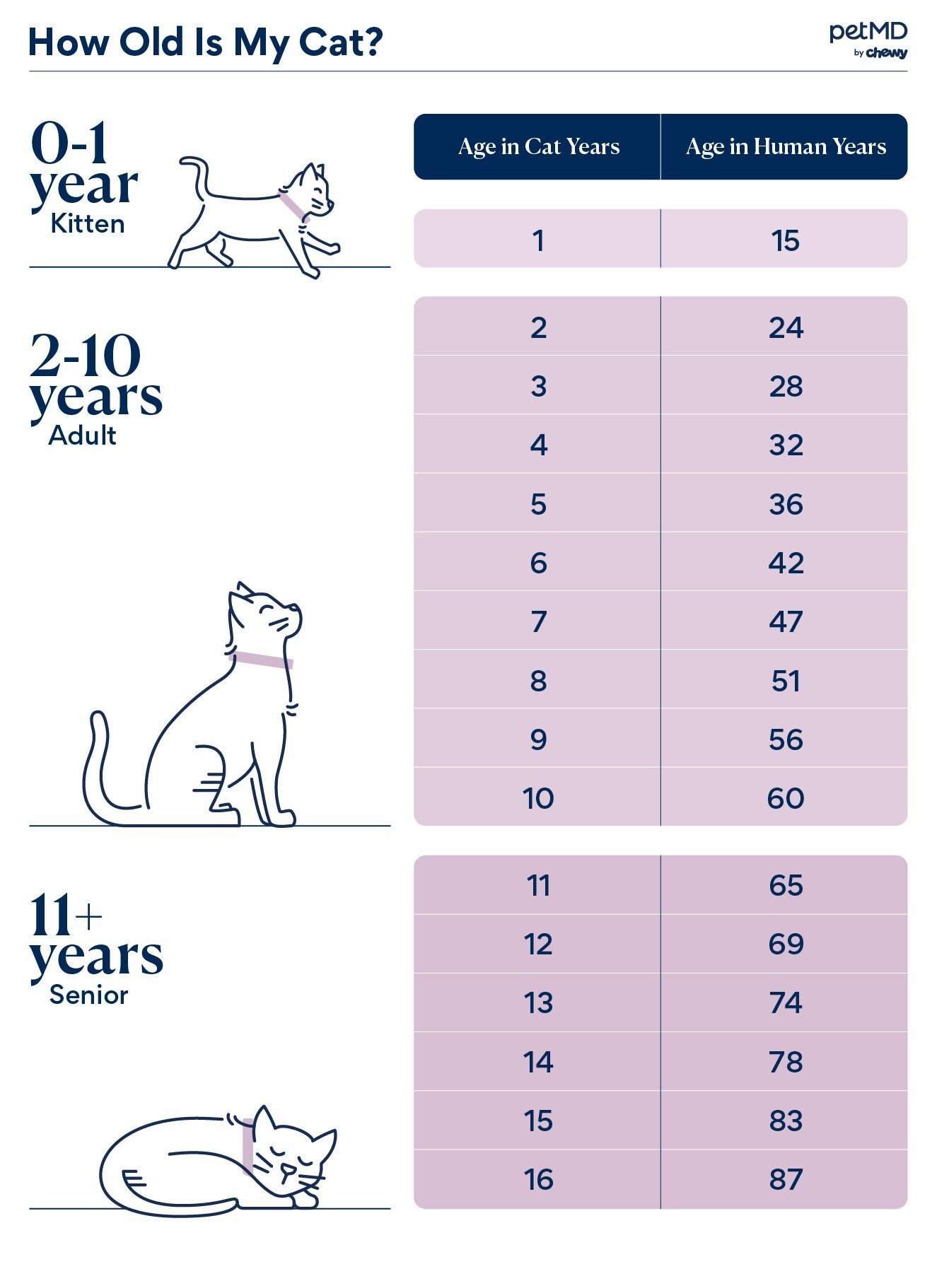 Infographic chart showing cat age conversion to human years, from kitten to senior, highlighting the rapid aging in early years and slowing down later in life for better understanding of feline life stages