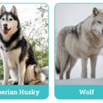 Husky and wolf side-by-side comparison showcasing visual differences in appearance