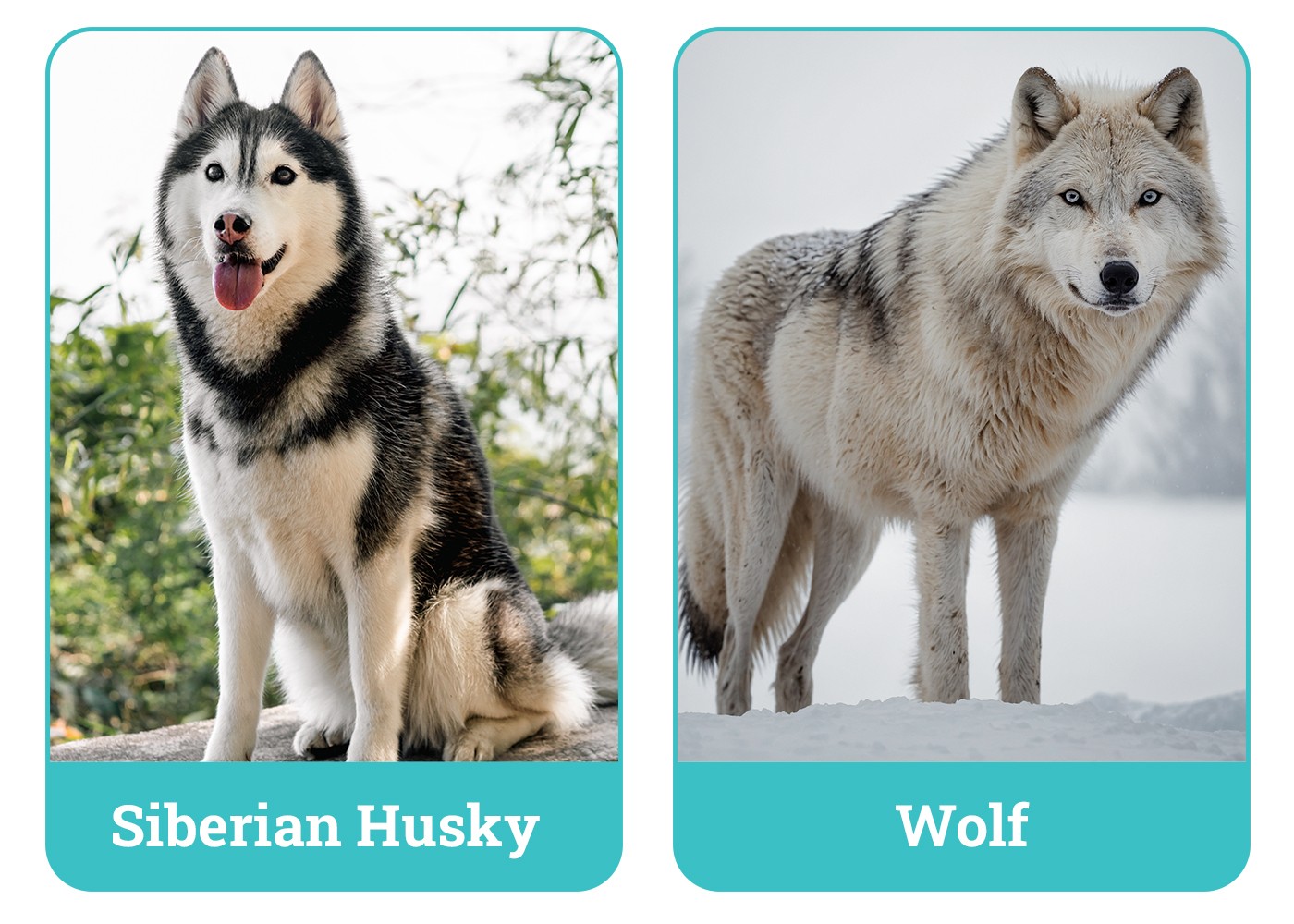 Husky and wolf side-by-side comparison showcasing visual differences in appearance