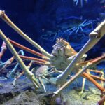 Japanese spider crab 3