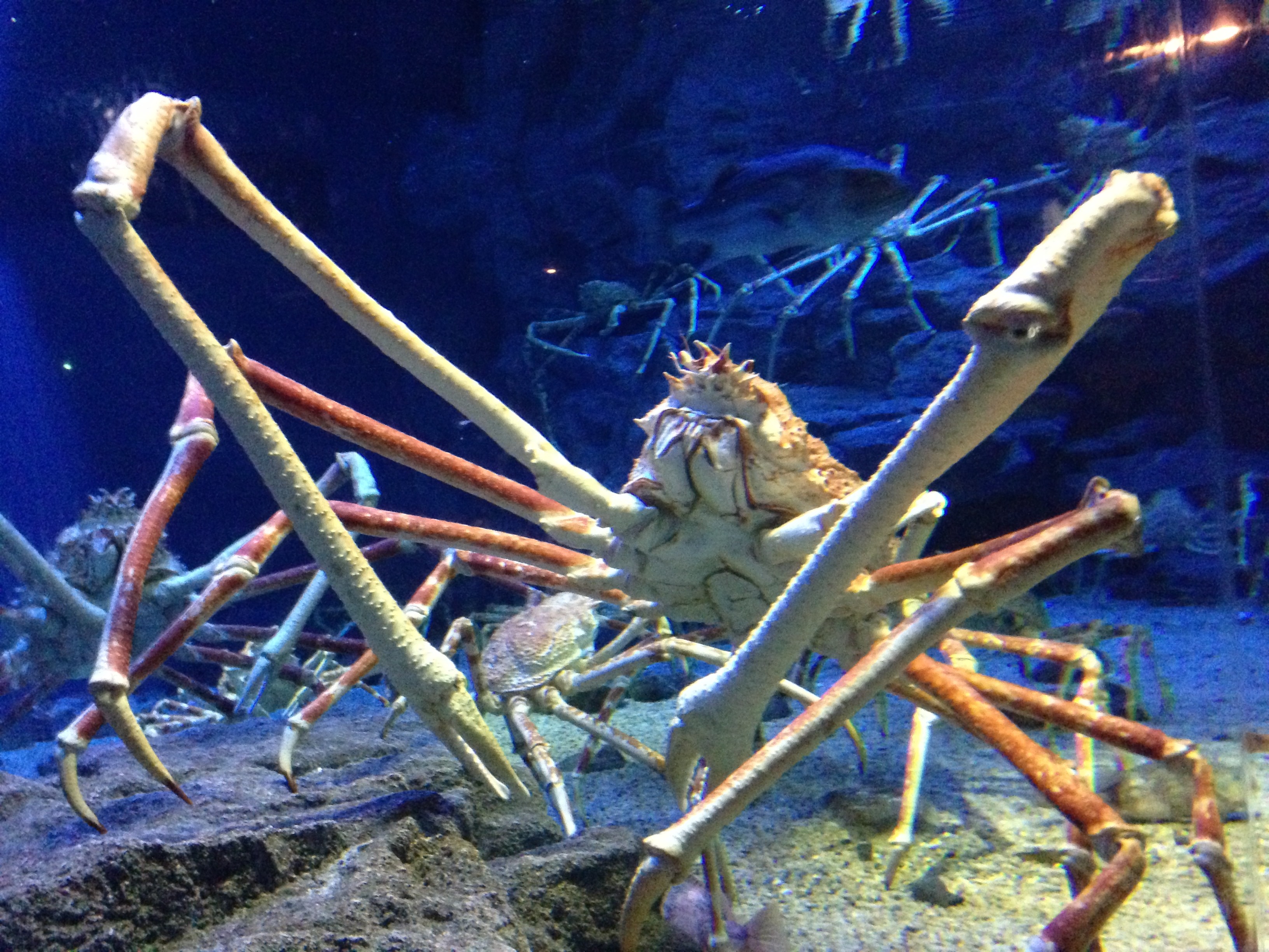 Japanese spider crab 3