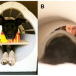 A dog calmly positioned inside an fMRI machine, participating in a brain scan to study neural responses.