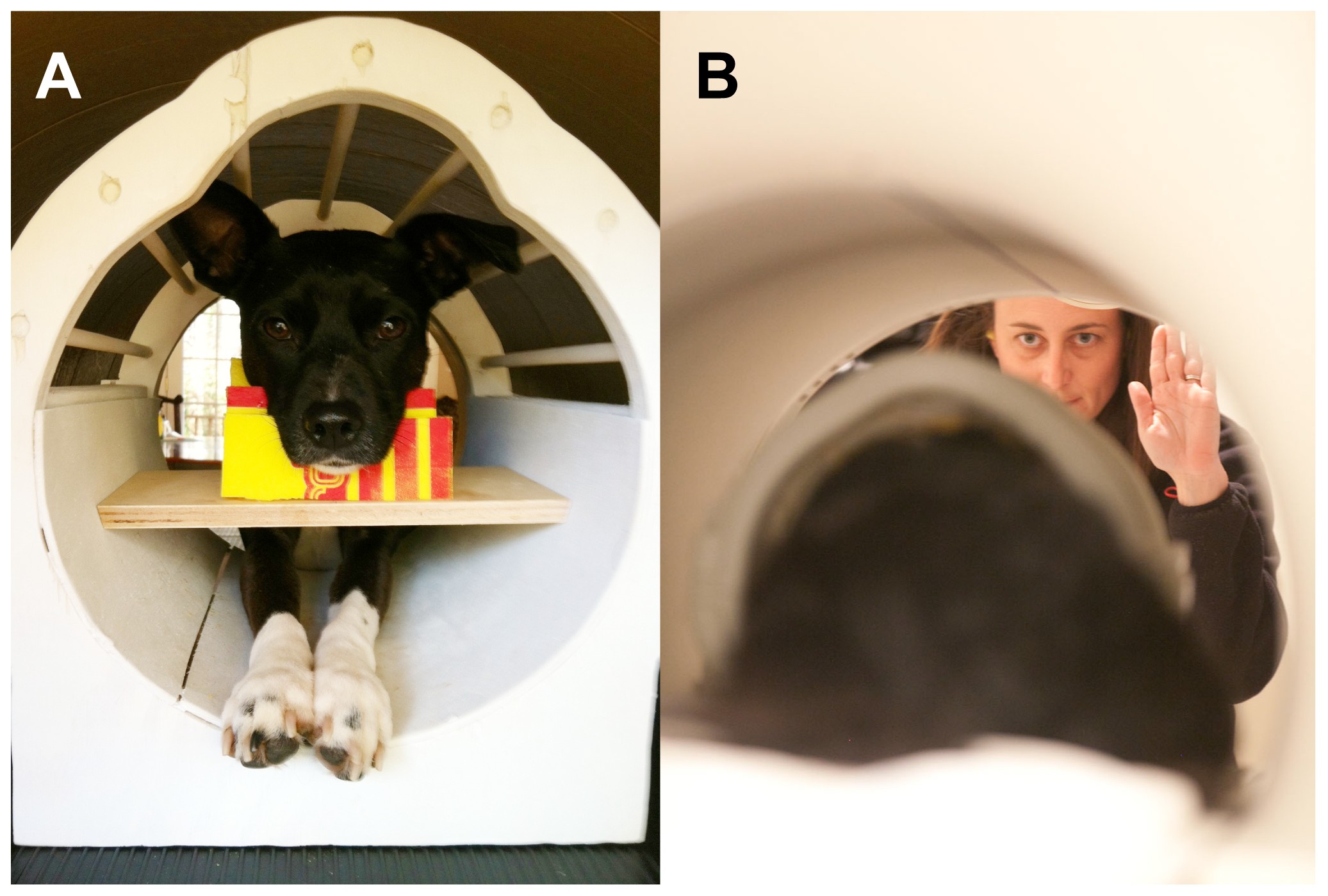 A dog calmly positioned inside an fMRI machine, participating in a brain scan to study neural responses.