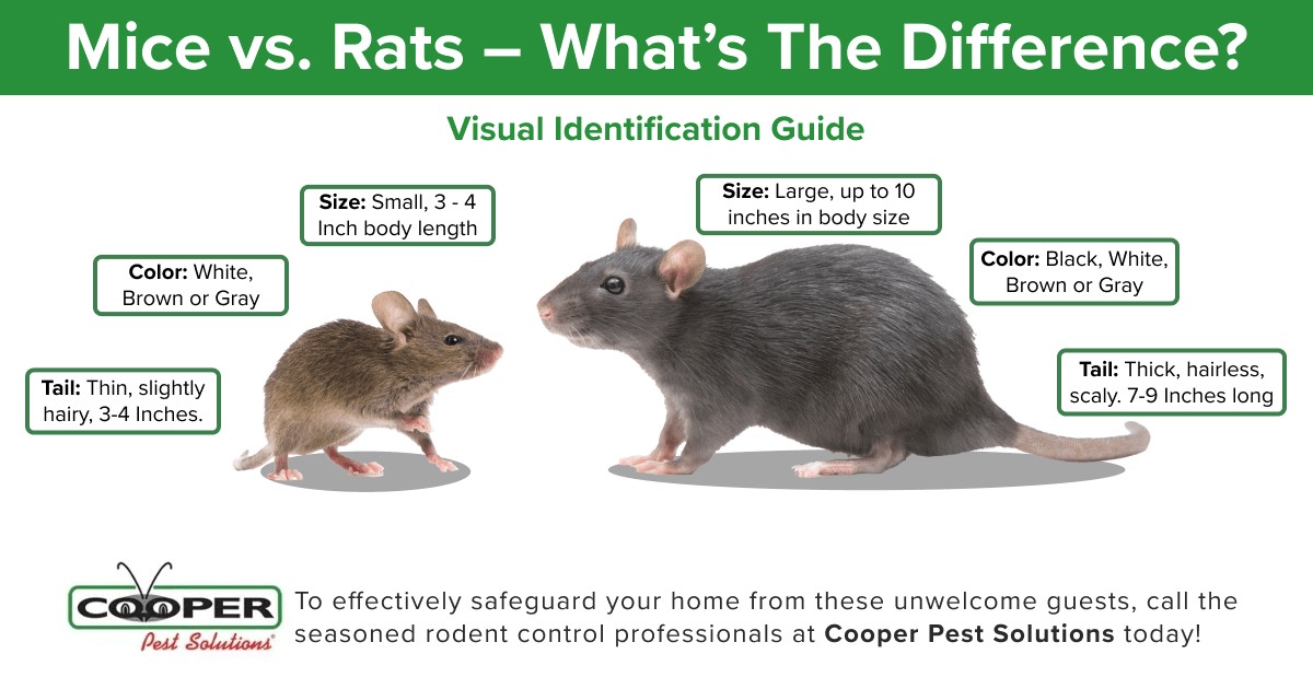 Close-up comparison of a mouse and rat's facial features, highlighting differences in nose, ears, and tail, for rodent identification.