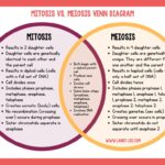 mitosis vs. meiosis venn diagram comparing mitosis and meiosis