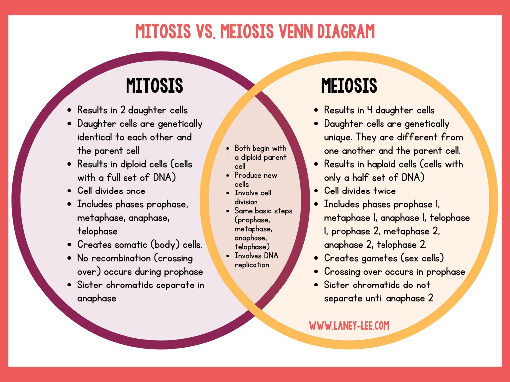 mitosis vs. meiosis venn diagram comparing mitosis and meiosis