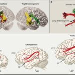 Human Brain Language Pathways