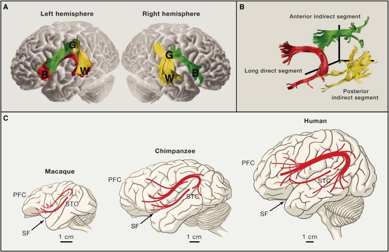 Human Brain Language Pathways