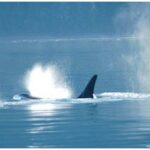 Orcas swimming