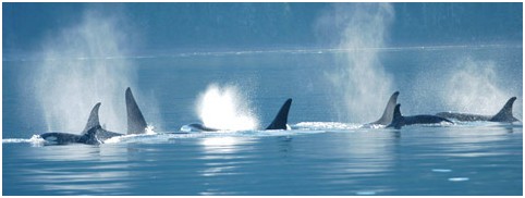 Orcas swimming