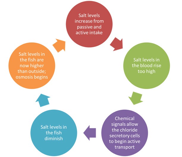 Osmoregulation in Fish
