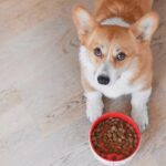 Pembroke Welsh Corgi laying next to its bowl of kibble