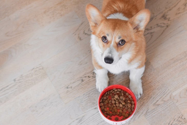 Pembroke Welsh Corgi laying next to its bowl of kibble