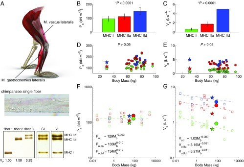 Chimpanzee single fibers sampled from vastus lateralis and gastrocnemius lateralis muscles.