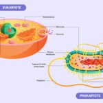 Comparison diagram of prokaryotic and eukaryotic cells, showing structural differences such as nucleus and organelles.