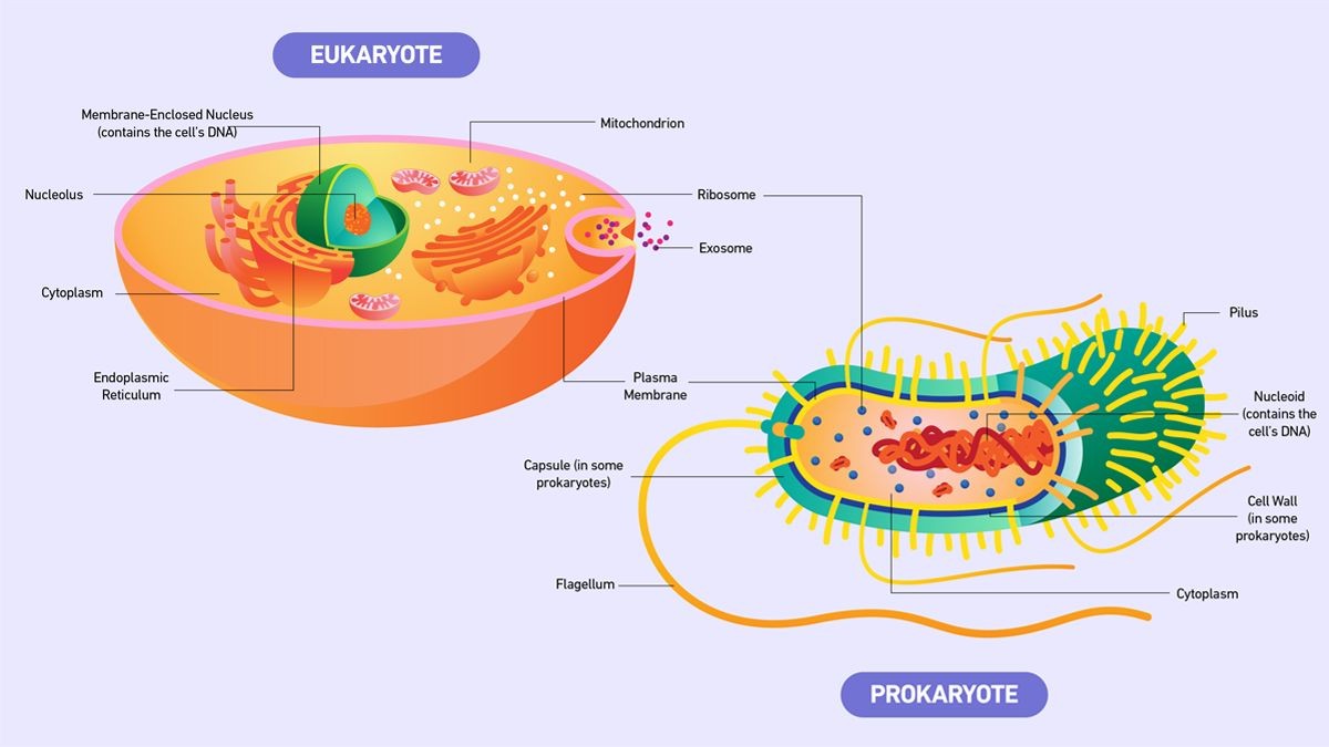 Prokaryotic vs Eukaryotic Cells: A comparative diagram illustrating key structural differences like the nucleus and membrane-bound organelles, highlighting both shared and unique features of these fundamental cell types.