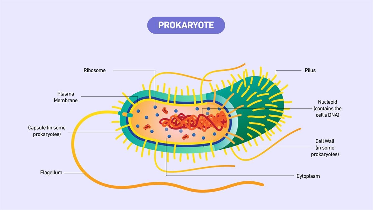 Diagram of a prokaryotic cell showing labeled structures, including nucleoid, ribosomes, and plasma membrane.