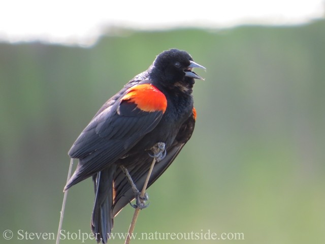 Red-winged Blackbird (Agelaius phoeniceus) 