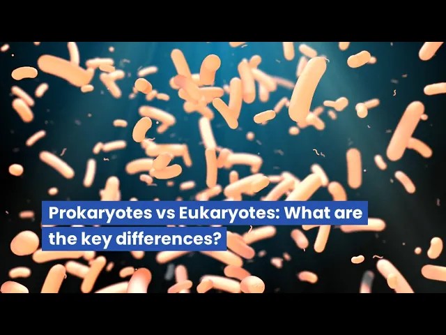 YouTube thumbnail illustrating transcription and translation differences between prokaryotes and eukaryotes