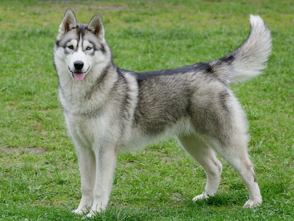 Siberian husky dog standing on grass