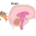 Sound waves and the brain