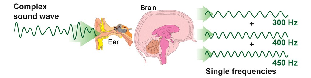 Sound waves and the brain