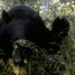 Black bear displaying nervous behavior, a common form of bluster and non-aggressive communication