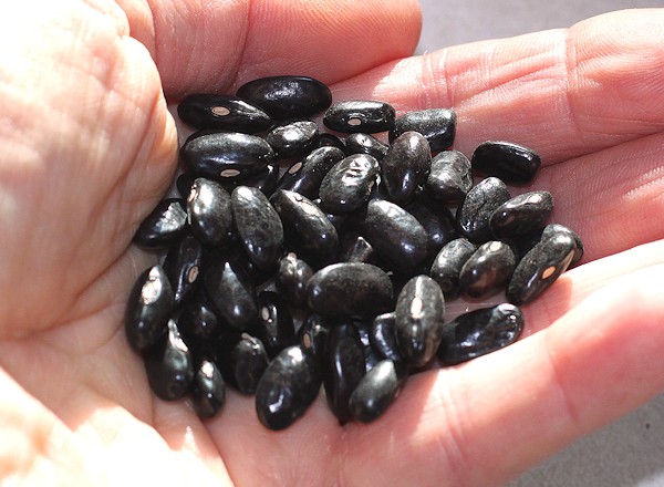 Cherokee Trail of Tears Bean seeds