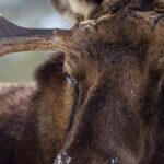 Dramatic depiction of a bull moose confronting a man, illustrating the potential danger of moose encounters.