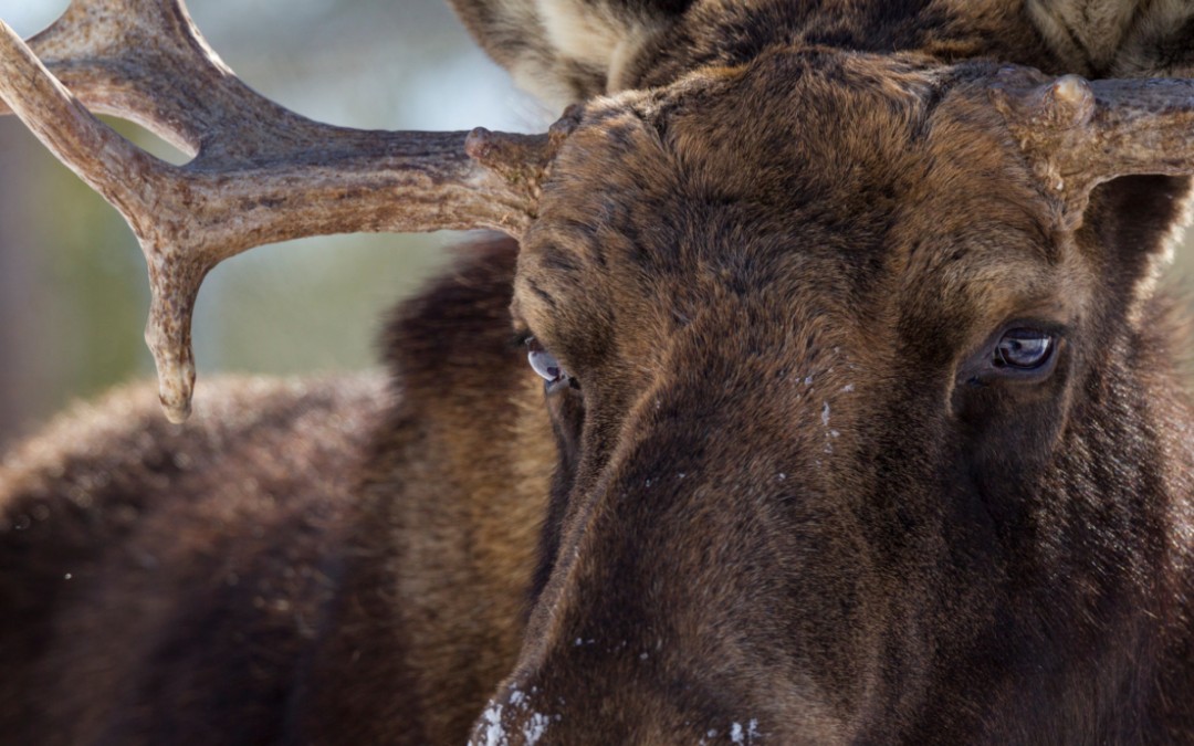 Dramatic depiction of a bull moose confronting a man, illustrating the potential danger of moose encounters.