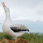 The Wandering Albatross is the largest seabird in the world. Photo by MZPHOTO.CZ/Shutterstock